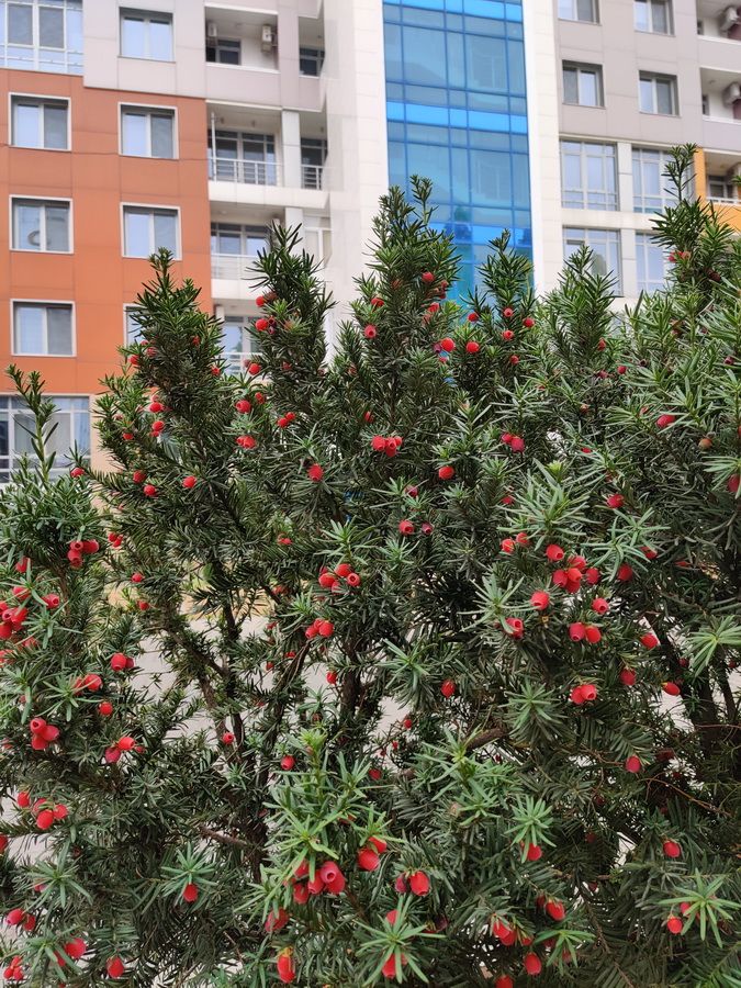 Французский бульвар - клубный дом. Квартира с террасой  ID 54140 (Фото 3)